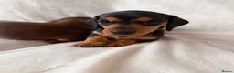 Miniature Dachshund dogs for sale: KC registered female puppies - Advert 5