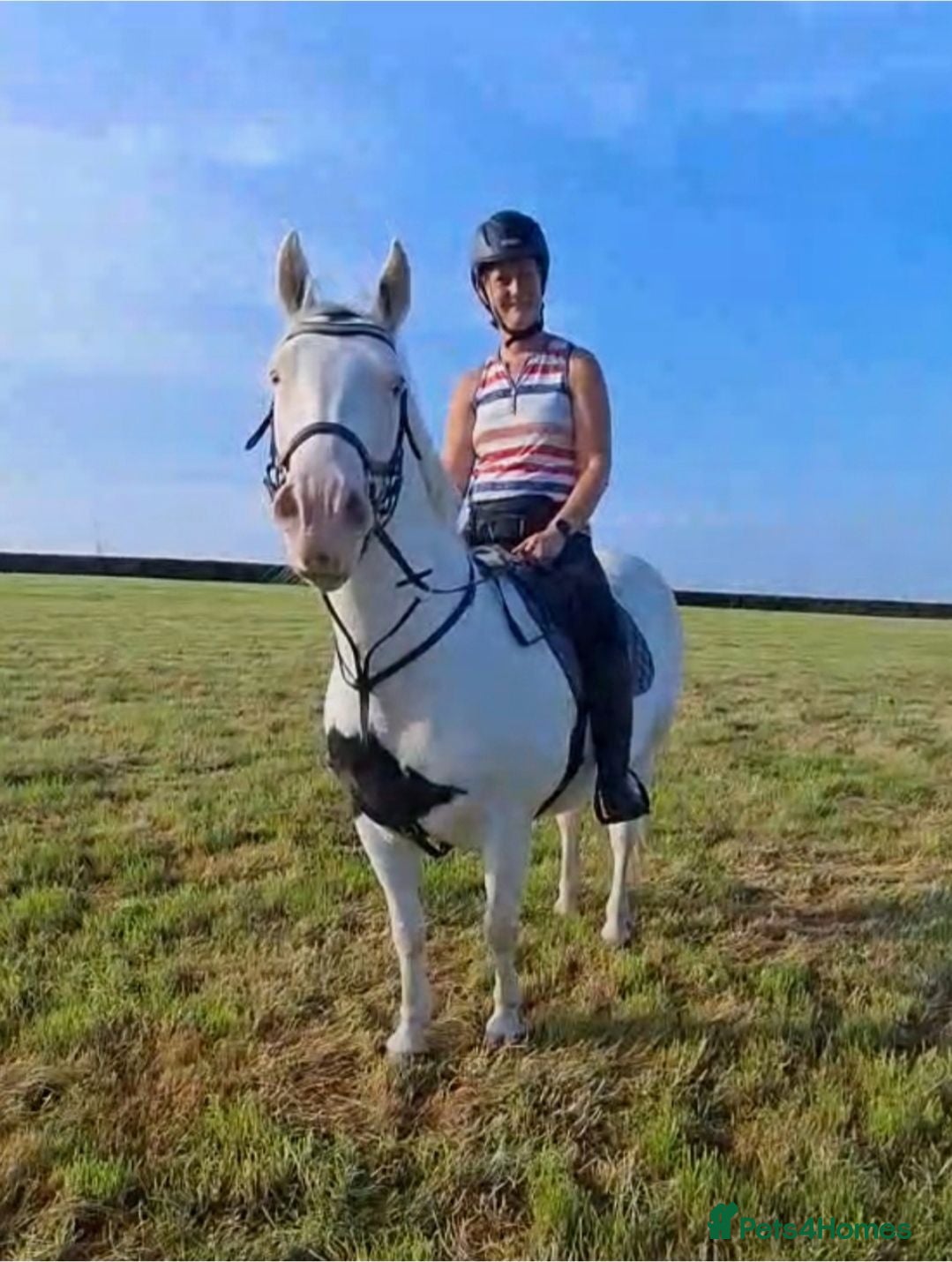 Welsh Section D horses 14.3hh Cob x paint 14 Year old gelding  - Advert 1