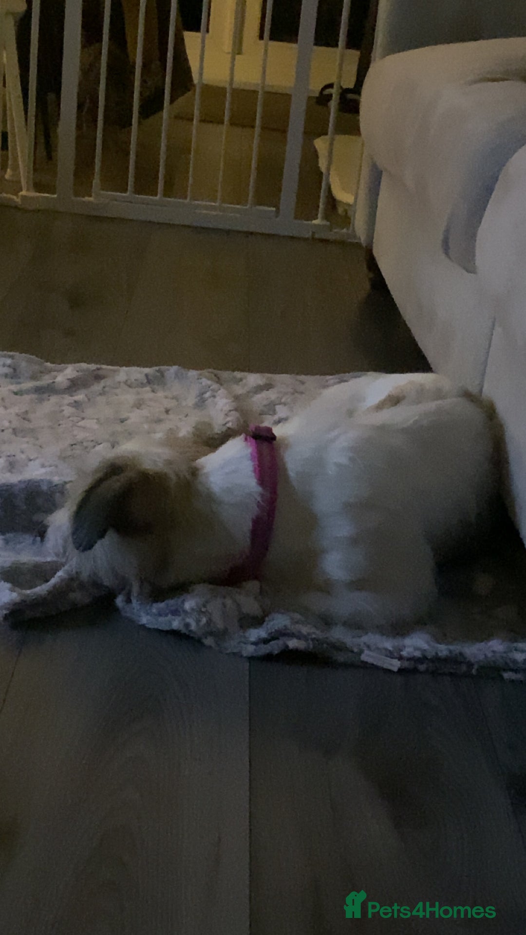 Mixed Breed dogs for sale: American bull dog cross shih tzu - Advert 3