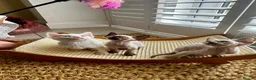 Devon Rex cats for sale: Exceptional FIFe Devon Rex Kittens 2 left only  - Advert 8