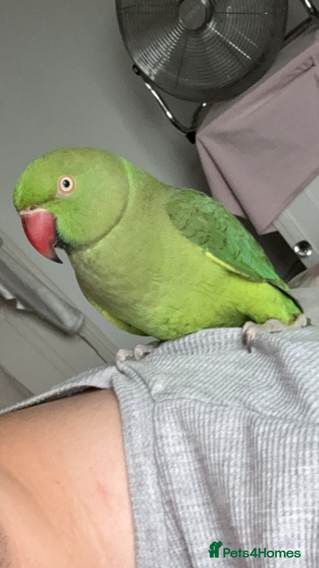 Ringnecks birds for sale: Indian ring neck  - Advert 2