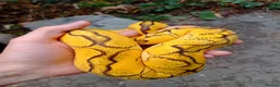 Python Snake reptiles for sale: CB25 Bongo, Pastel, Enchi, red stripe, clown (P OD - Advert 5