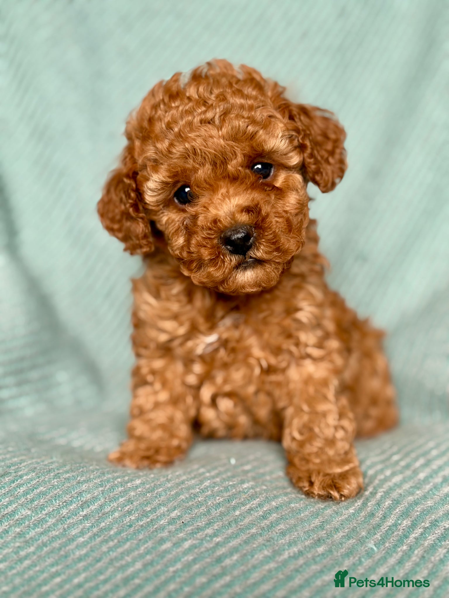 Cockapoo dogs Exquisite toy cockapoo  - Advert 10