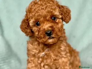 Cockapoo dogs Exquisite toy cockapoo - Advert 10