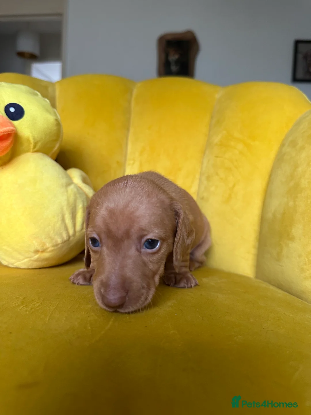 Dachshund dogs for sale: Female Dachshund puppies  - Advert 23