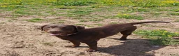 Labrador Retriever dogs for sale: Beautiful Labrador Puppies - Advert 3