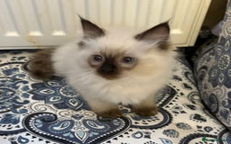 Ragdoll cats for sale: Ragdoll Kittens - Advert 13