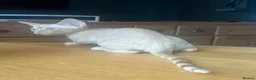 Devon Rex cats for sale:  Pedigree Devon Rex Kittens. Pet Homes Only  - Advert 3