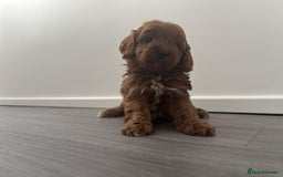 Cavapoo dogs for sale: F1 toy cavapoos health tested  - Image 4