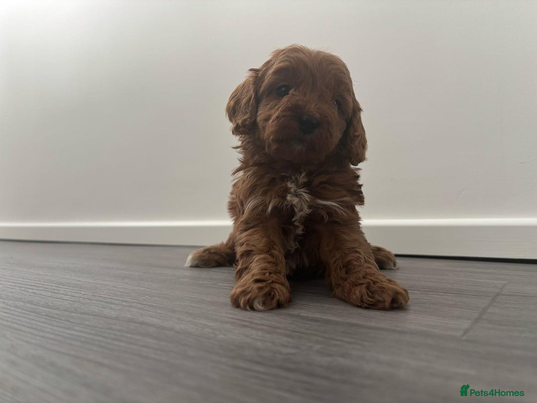 Cavapoo dogs for sale: F1 toy cavapoos health tested  - Image 4