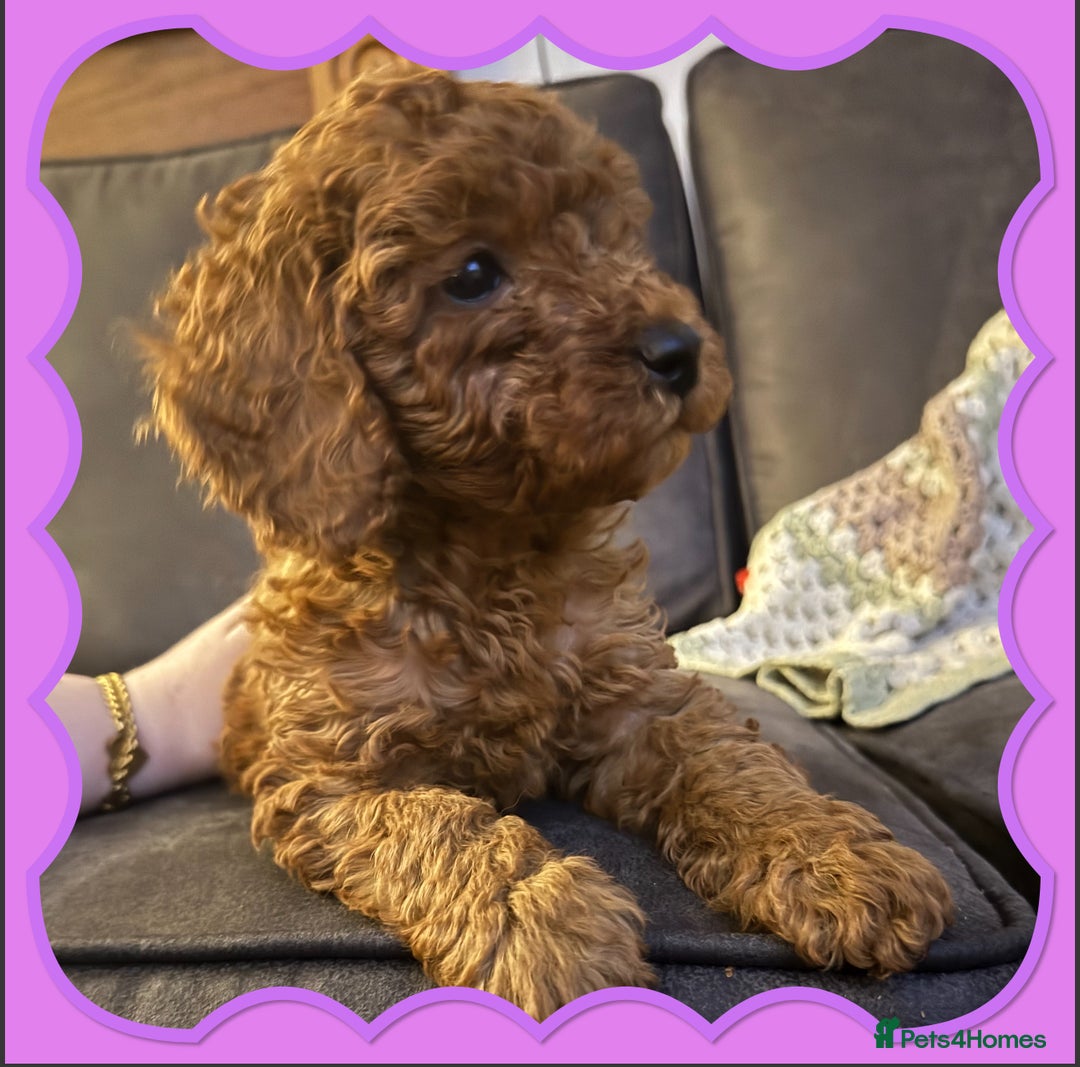Cockapoo dogs for sale: Beautiful cockapoos  - Advert 1