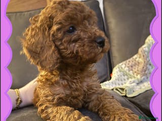 Cockapoo dogs Beautiful cockapoos - Advert 13