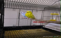 Budgerigars birds for sale: Budgies  and Cockatiel for sale  - Image 3