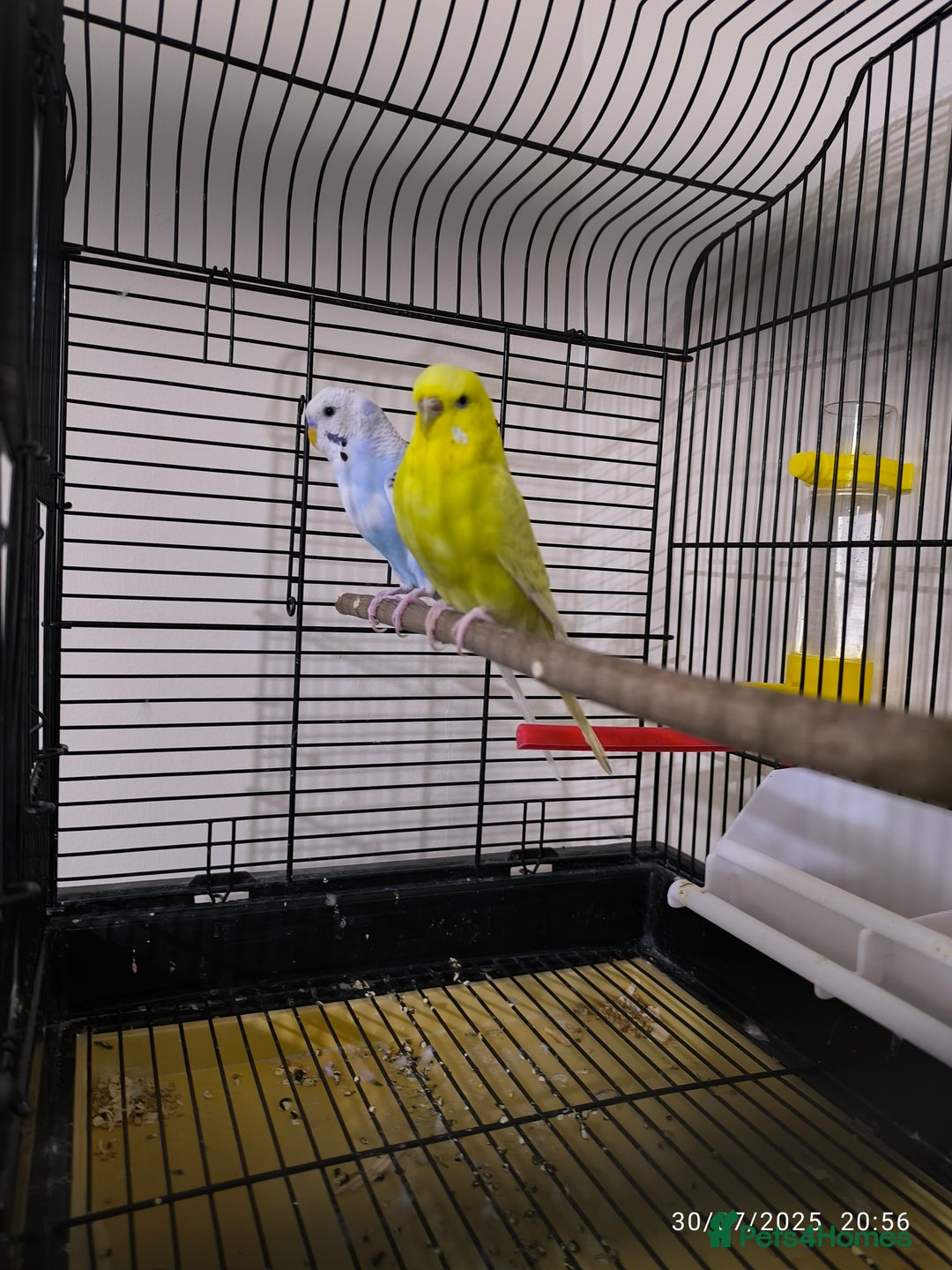 Budgerigars birds for sale: Budgies  and Cockatiel for sale  - Image 3