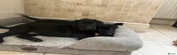 Labrador Retriever dogs for sale: Quality Kc Fully Health Tested Labrador Puppies  - Advert 12