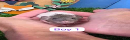 Rat rodents for sale: Baby Dwarf Rats 6 Weeks Old Boys Girls Available  - Advert 4