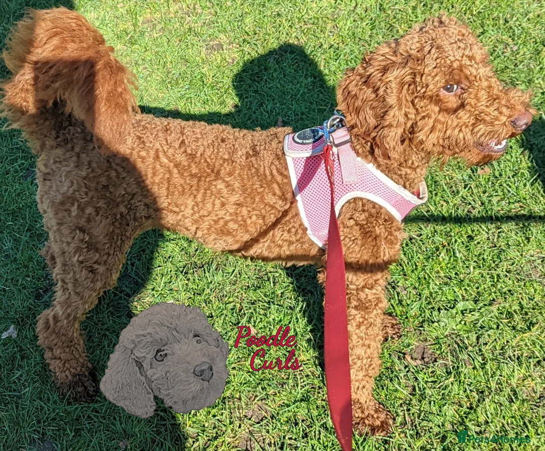 Cavapoo dogs for sale: Waiting list open F1 CAVAPOOS DUE LATE MAY - Advert 35