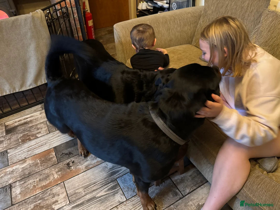 Rottweiler dogs for sale: Beautiful Rottweiler puppies for sale  - Advert 25