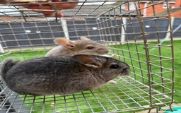 Chinchilla rodents for sale: Males and female chinchillas.  - Advert 19