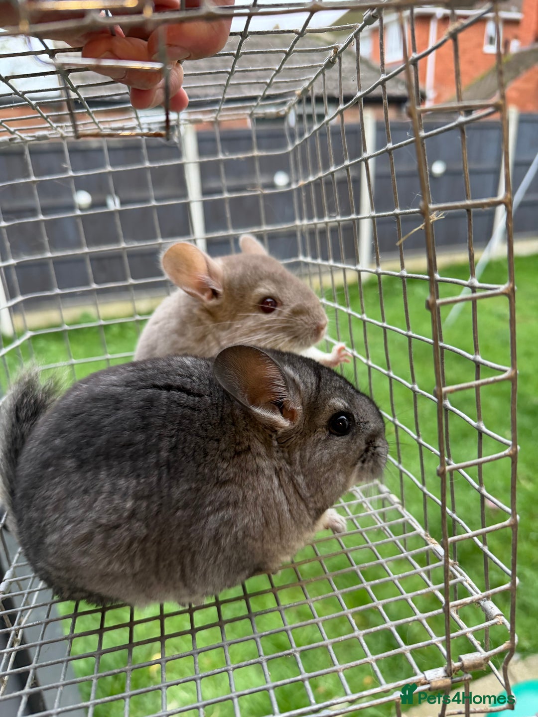 Chinchilla rodents for sale: Males and female chinchillas.  - Advert 19