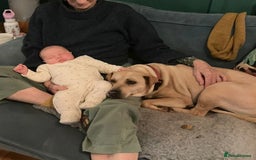 Mixed Breed dogs for adoption: Coco – 5 years old, Female, Possibly Lab Mix  - Image 4