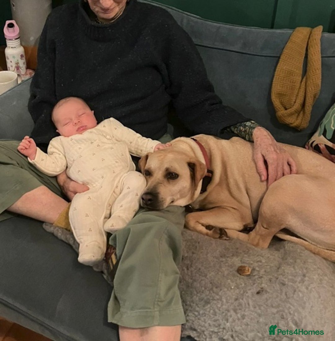 Mixed Breed dogs for adoption: Coco – 5 years old, Female, Possibly Lab Mix  - Image 4