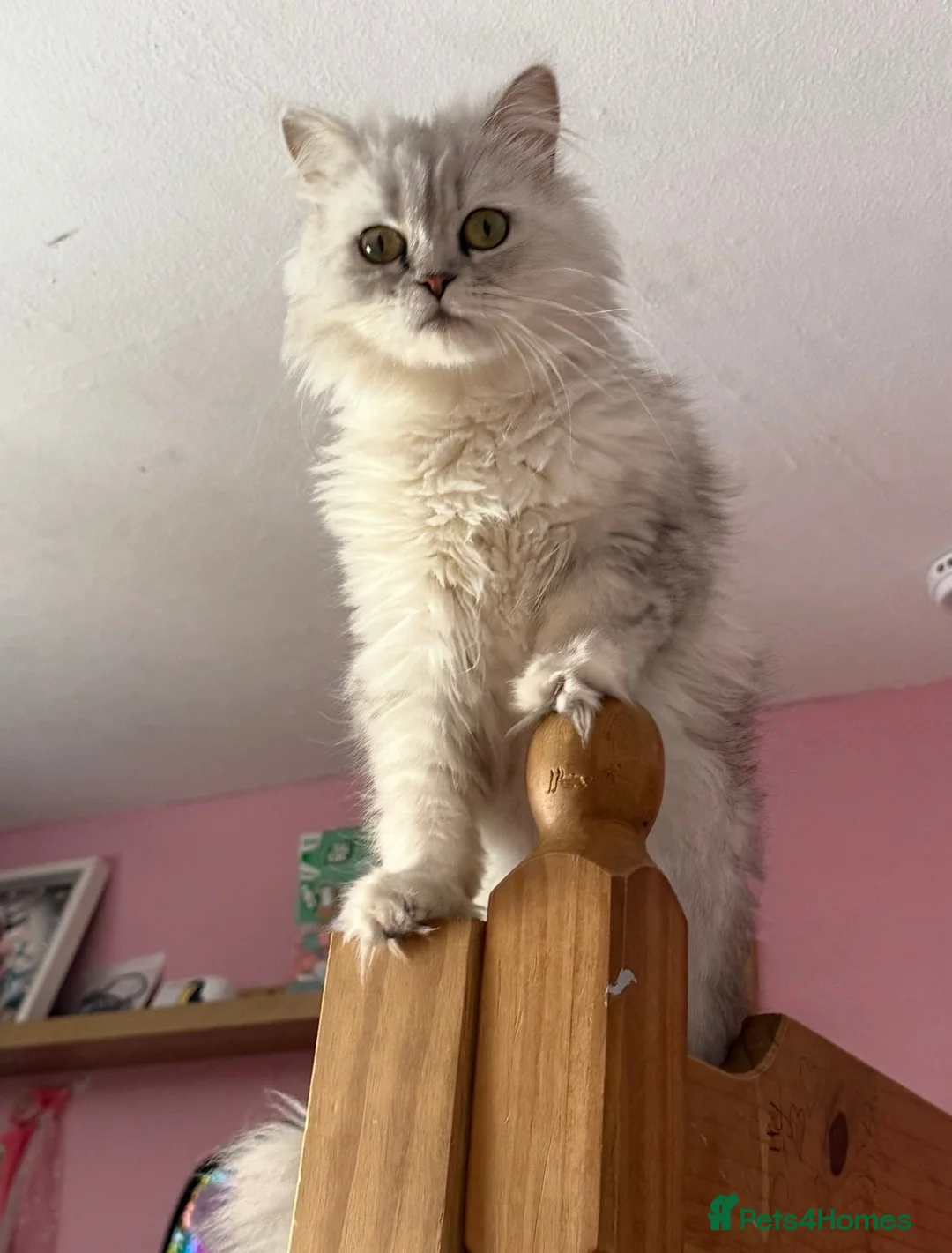 Persian cats for sale: I have 4 Persian cross Maine coon kittens - Advert 2