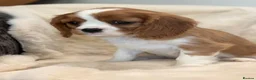 Cavalier King Charles Spaniel dogs for sale: Extensively health tested cavalier pups  - Advert 6