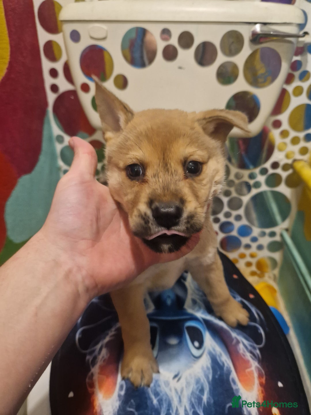 Mixed Breed dogs for sale: Akitachow cross husky  - Advert 2