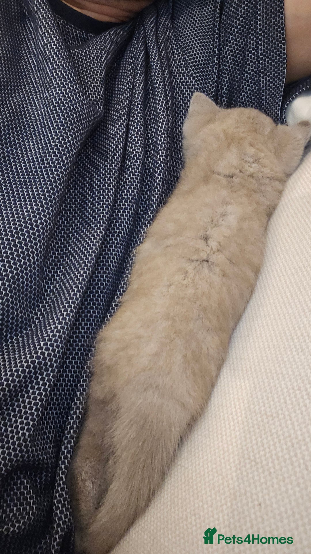 British Shorthair cats for sale: GCCF- BSH- Lilac boy and Blue girl - Advert 6