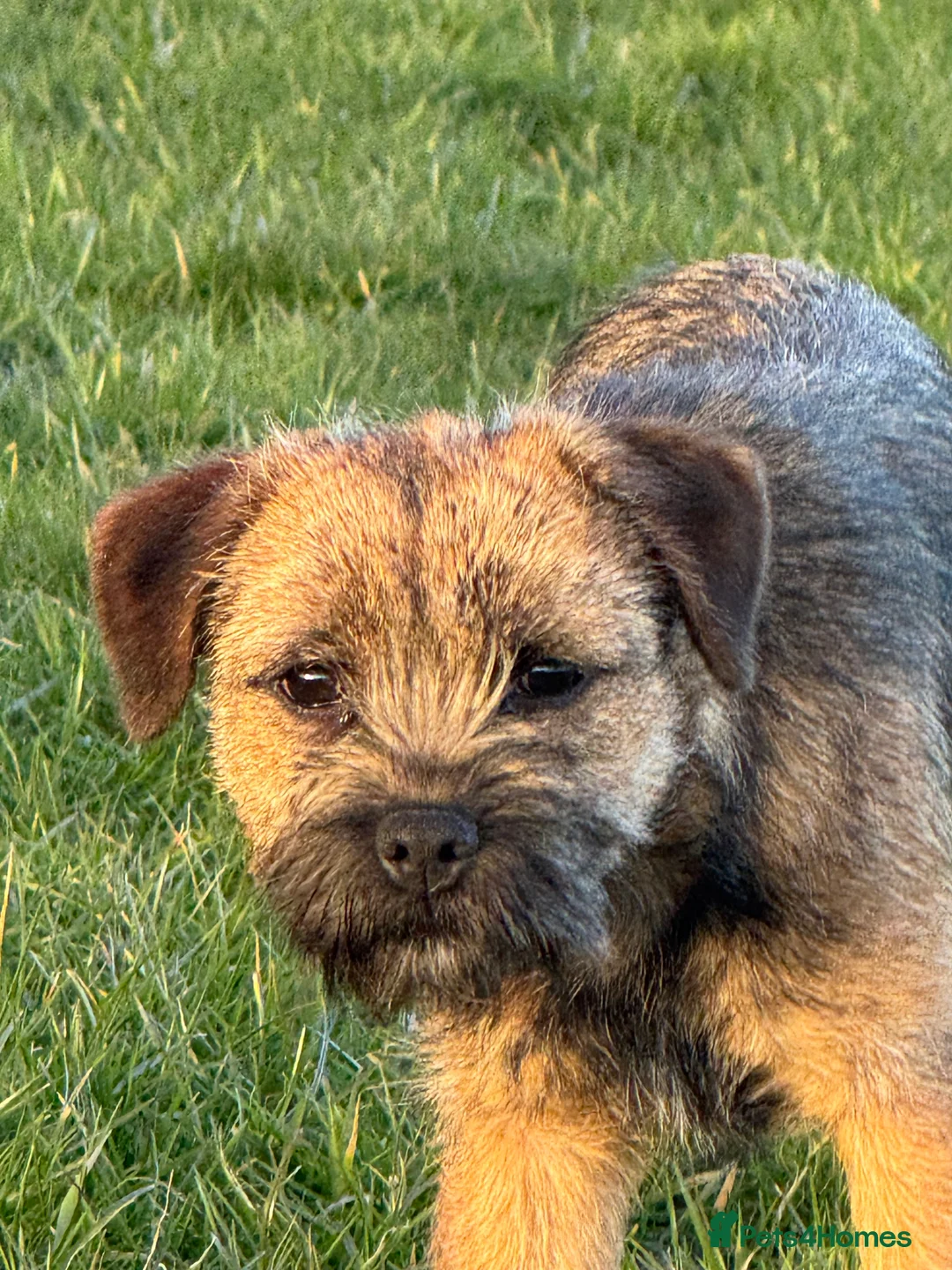 Border Terrier dogs for sale: KC Registered Border Terrier bitch puppy - Advert 2