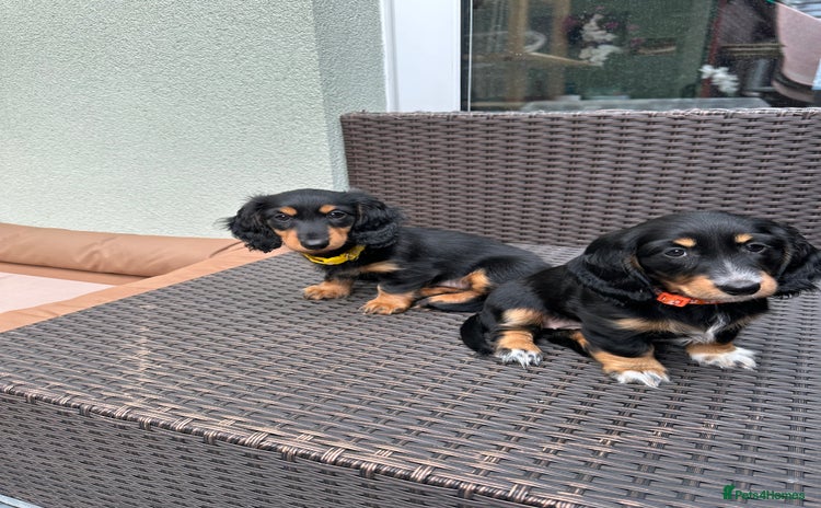 Dachshund dogs - Advert 2