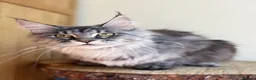 Maine Coon cats for sale: Beautiful Maine Coon females - Advert 11