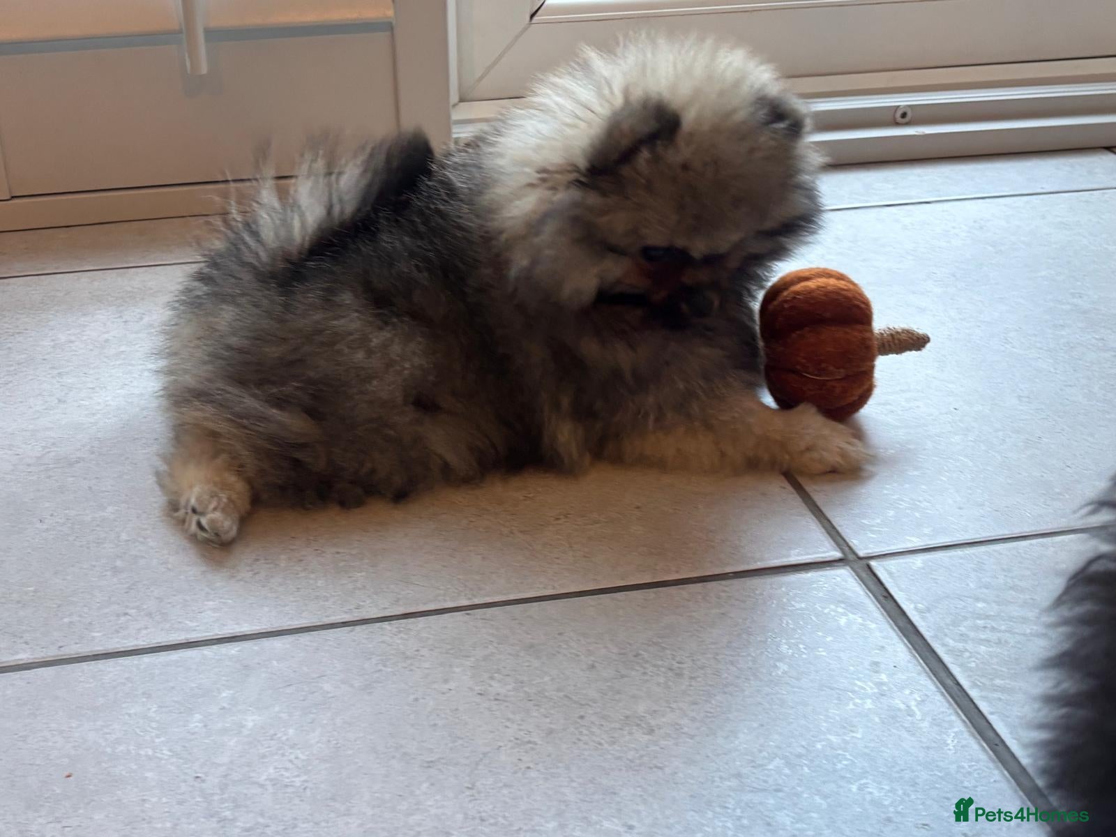Pomeranian dogs for sale: Kc reg teddy pom  - Advert 2