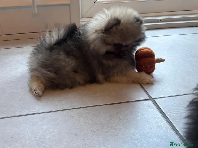 Pomeranian dogs for sale: Kc reg teddy pom - Advert 2