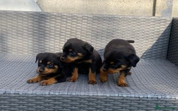 Rottweiler dogs for sale: Beautiful Rottweilers - Image 16