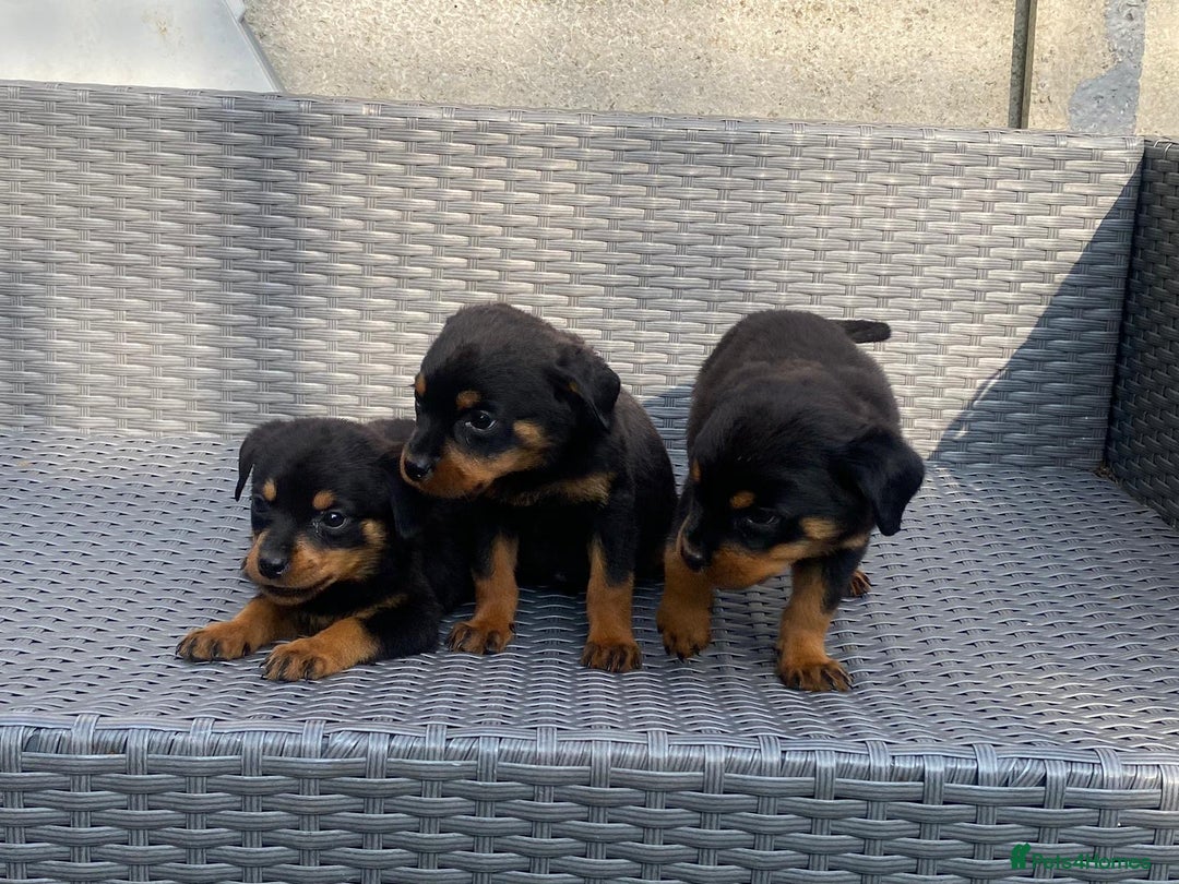 Rottweiler dogs for sale: Beautiful Rottweilers - Image 16