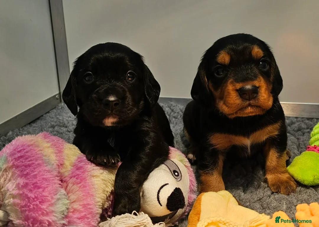 Bocker dogs for sale: Beautiful Bocker Bitch Puppies - Ready 25.02.26 - Advert 7