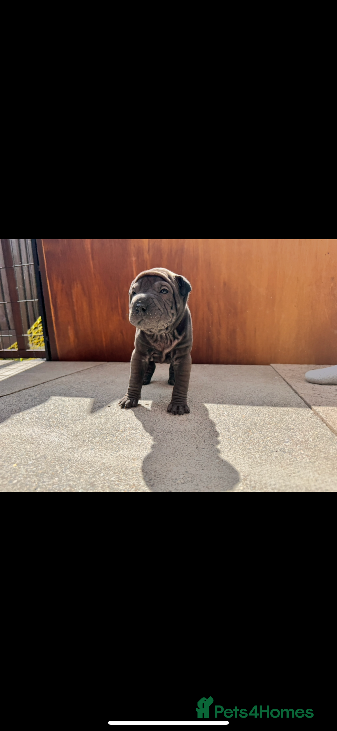 Shar Pei dogs for sale: Shar pei puppie  - Image 2