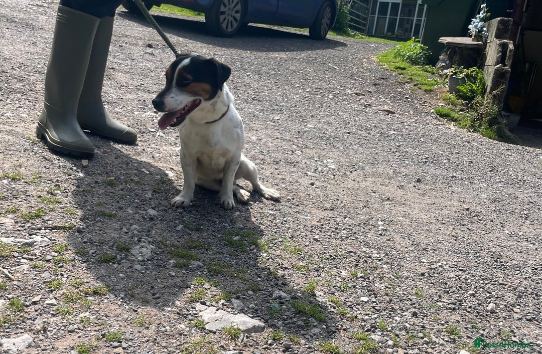Jack Russell dogs for stud: Jack Russell available for stud  - Image 7