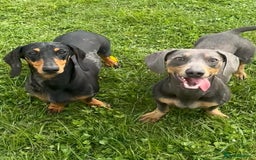 Miniature Dachshund dogs for sale: Miniature Dachshund puppies  - Image 8