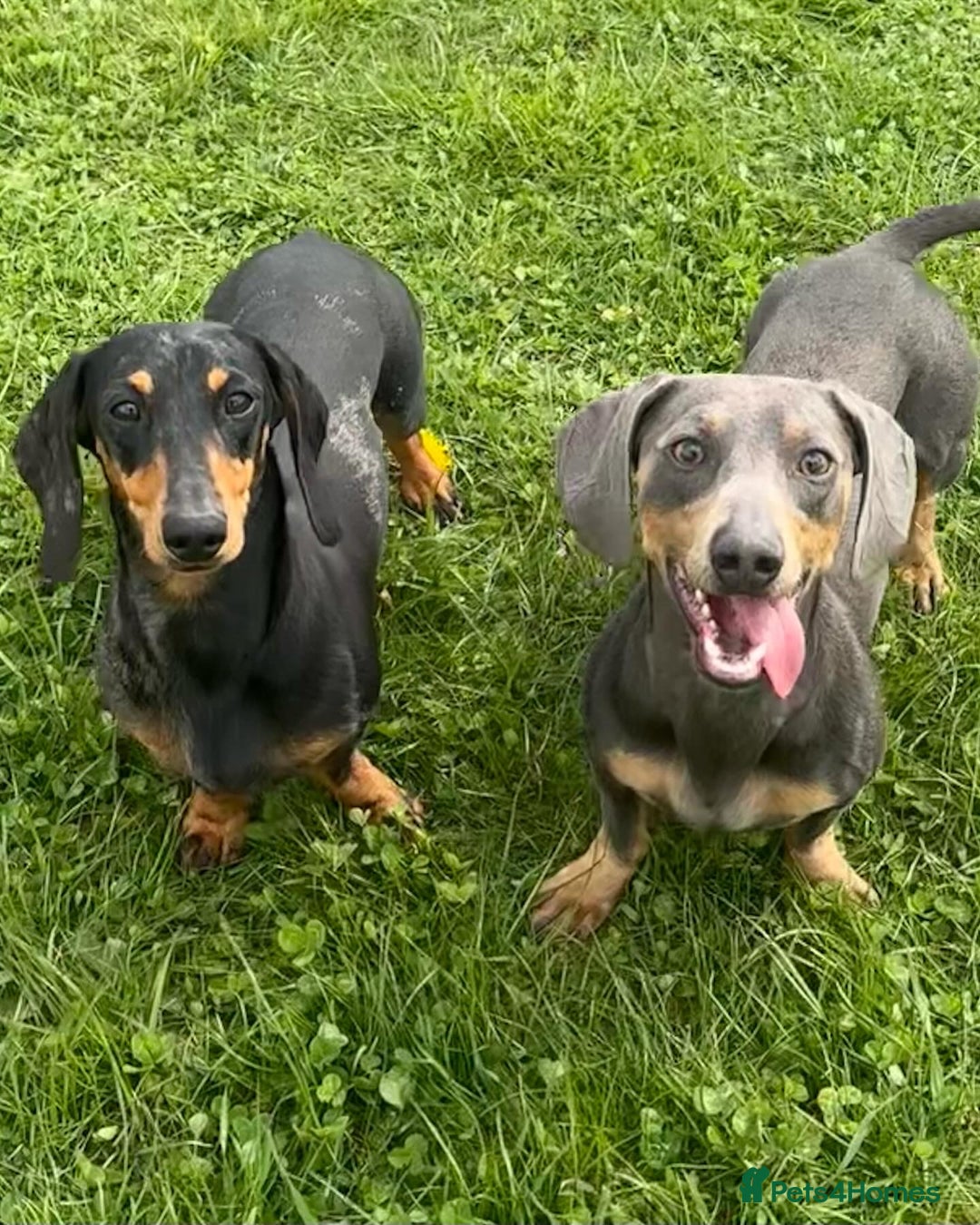 Miniature Dachshund dogs for sale: Miniature Dachshund puppies  - Image 8