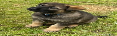 German Shepherd 1