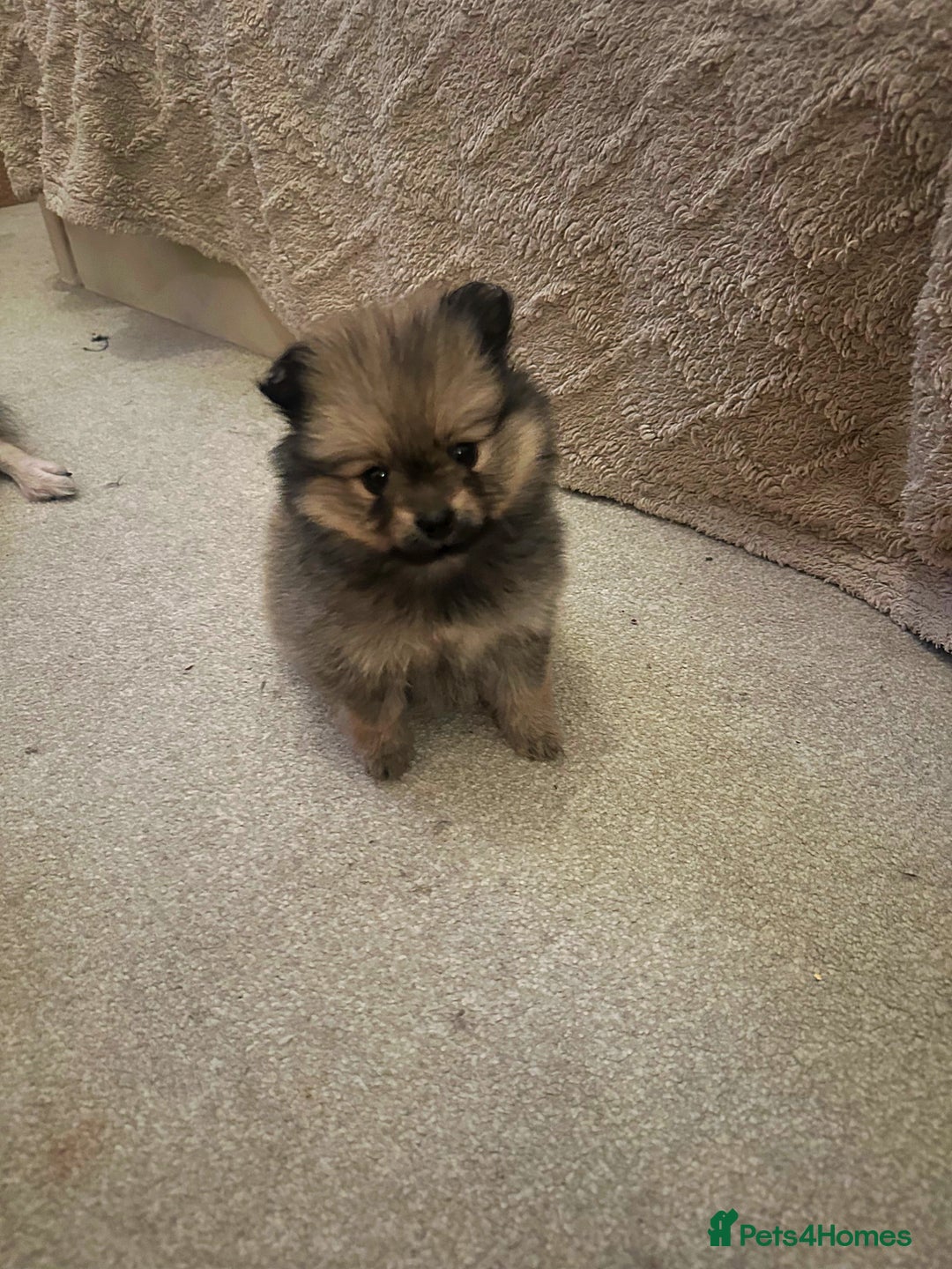 Pomeranian dogs for sale: Pomeranian puppy’s for sale - Advert 19