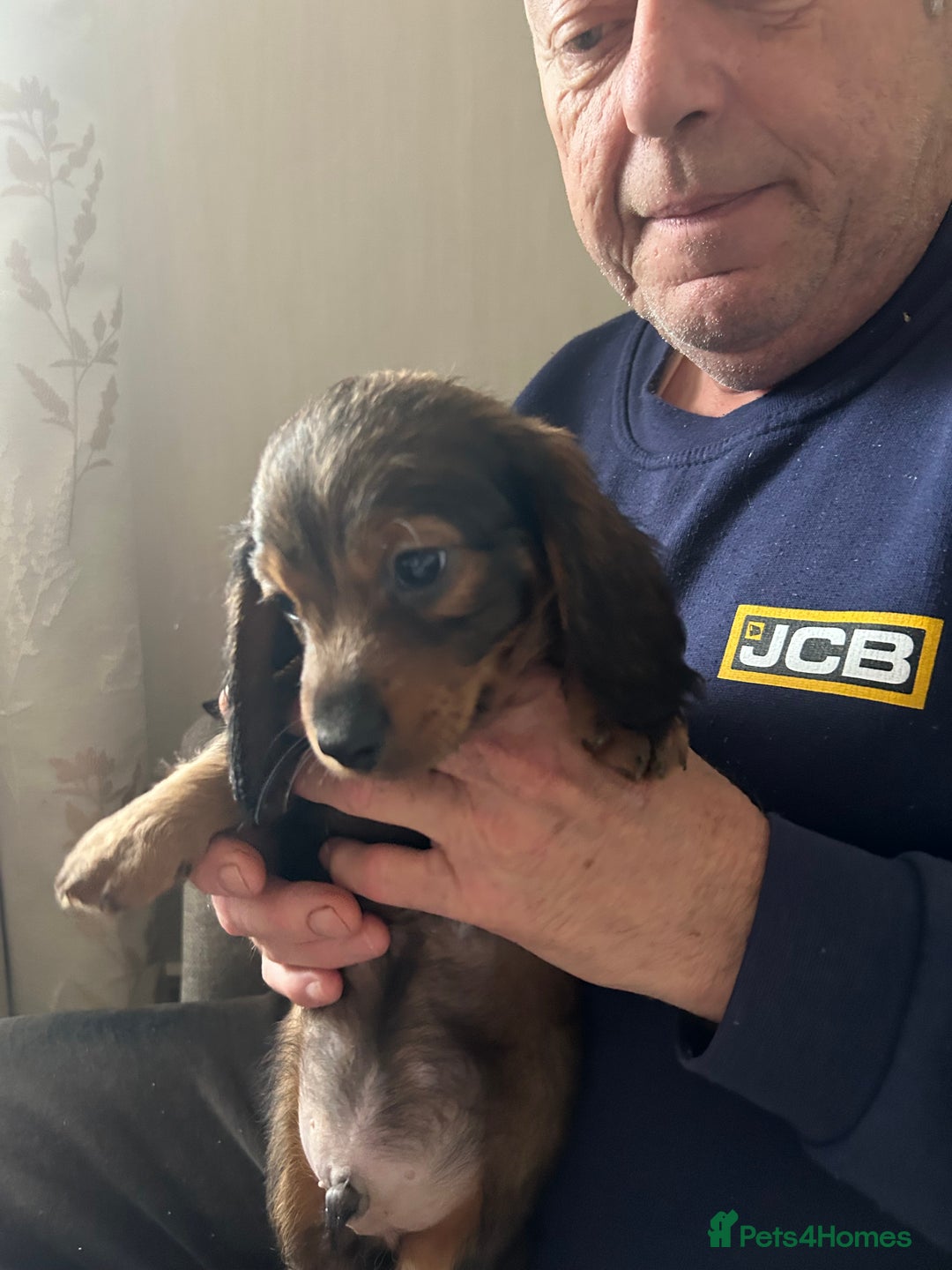 Miniature Dachshund dogs for sale: 2 left of a litter of 6 - Image 5