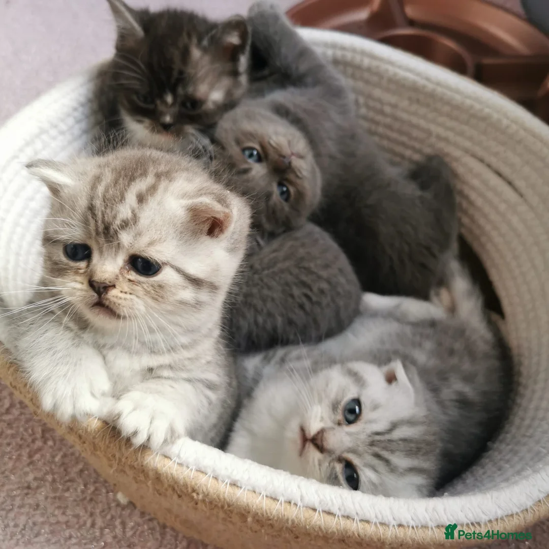 Scottish Fold cats for sale: ❤️Luxuary Scottish Fold kittens❤️ - Advert 8