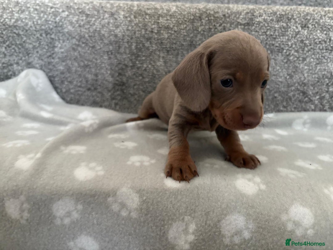 Dachshund dogs for sale: Dachshunds - Image 10