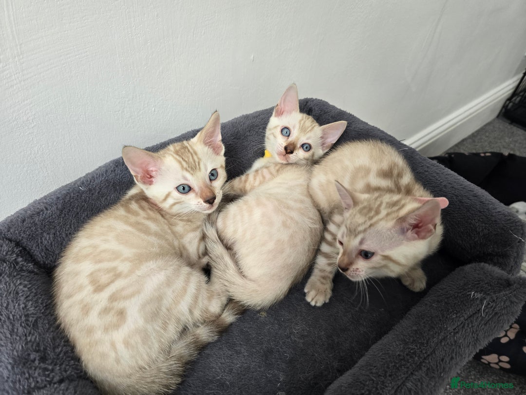 Bengal cats for sale: BLUE EYE SNOW BENGAL LYNC TICA ACTIVE - Image 16