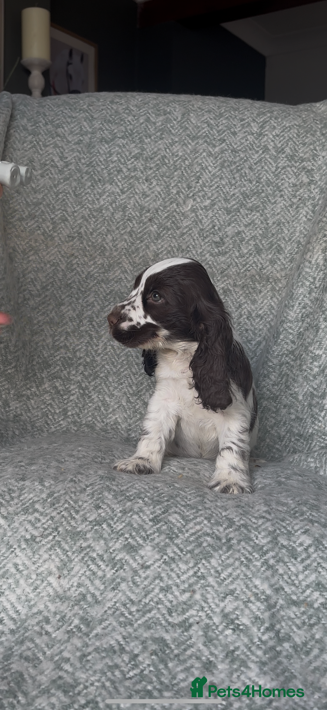 Cocker Spaniel dogs for sale: Ready Now! KC Show Type Cocker Spaniel Pups  - Image 7