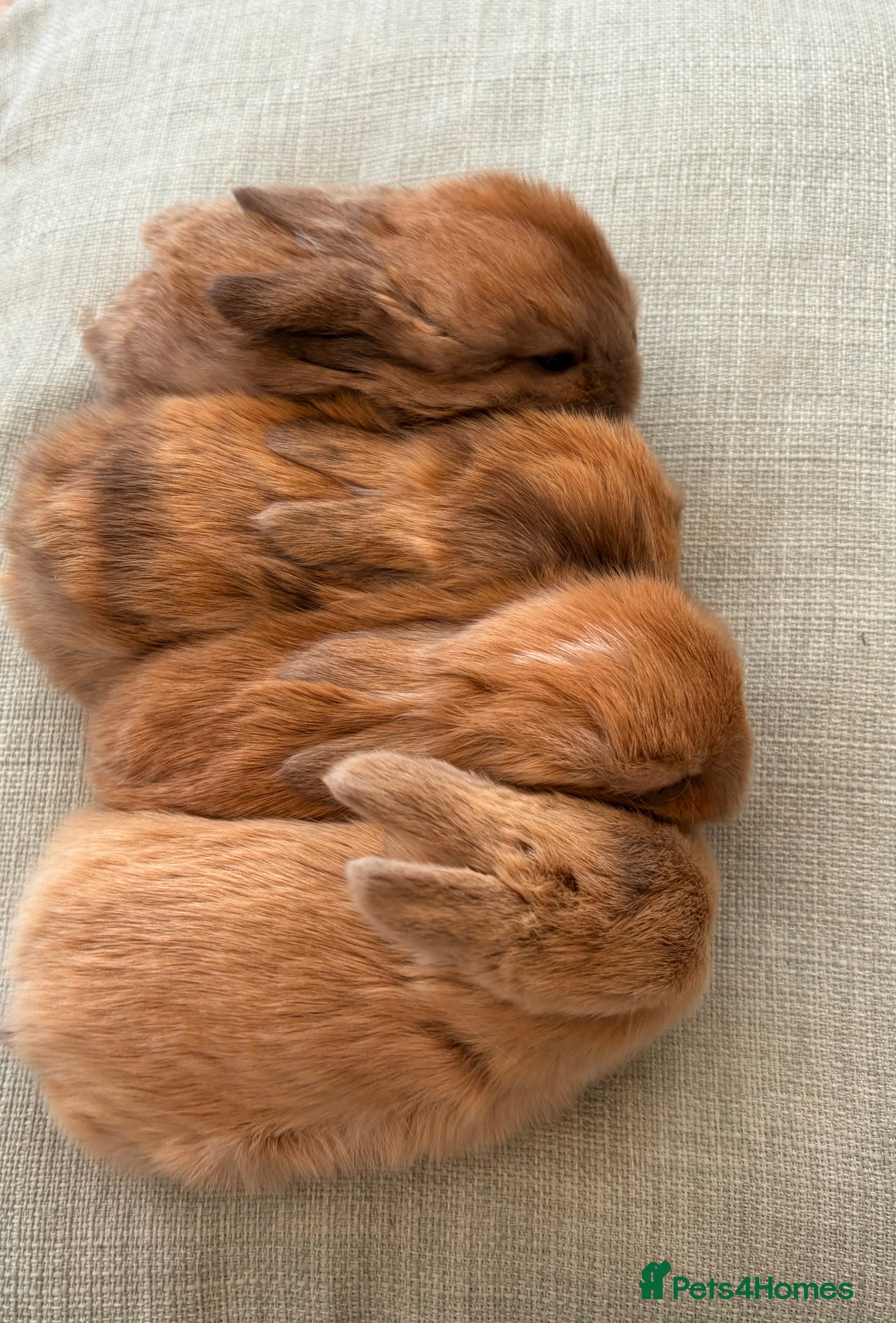 Mini Lop rabbits Baby Mini Lops - Advert 3